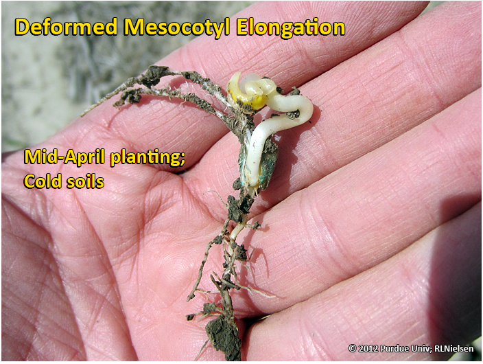 Deformed mesocotyl elongation caused primarily by cold soil temperatures.
