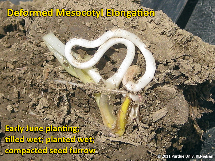 Deformed mesocotyl elongation caused primarily by seed furrow compaction.