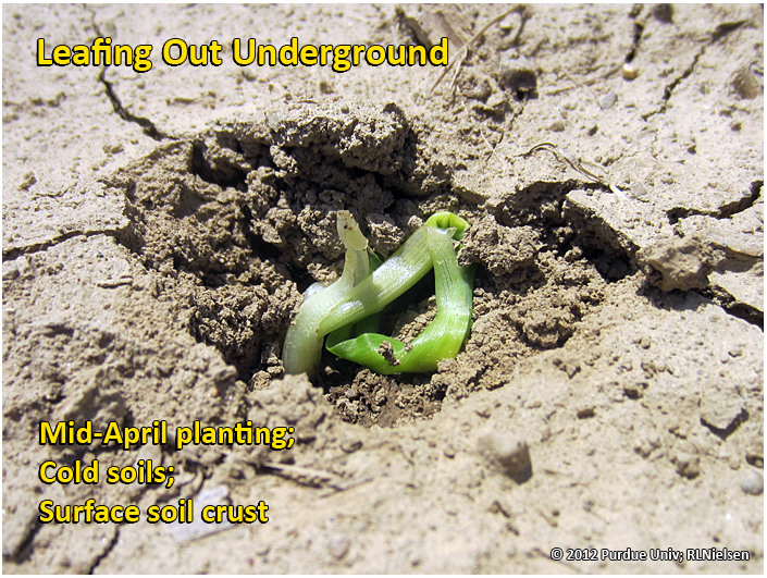 Leafing out underground; caused primarily by dense surface soil crust.