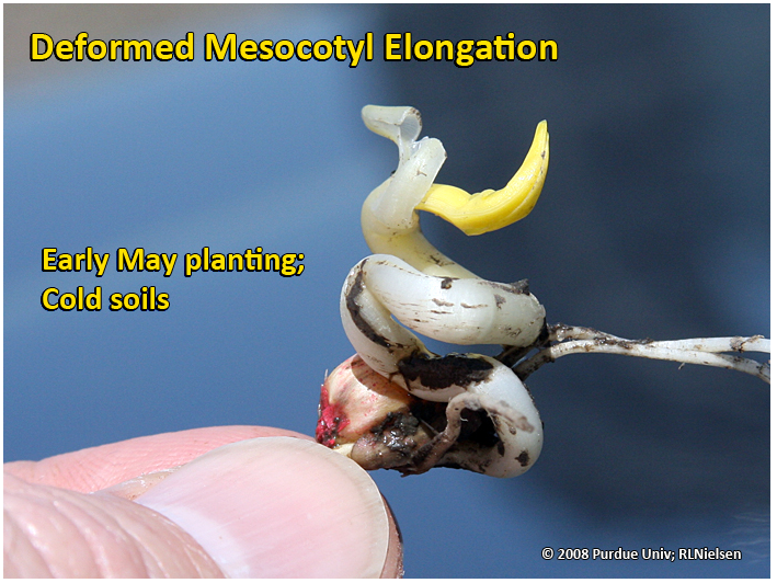 Deformed mesocotyl elongation caused primarily by cold soil temperatures.