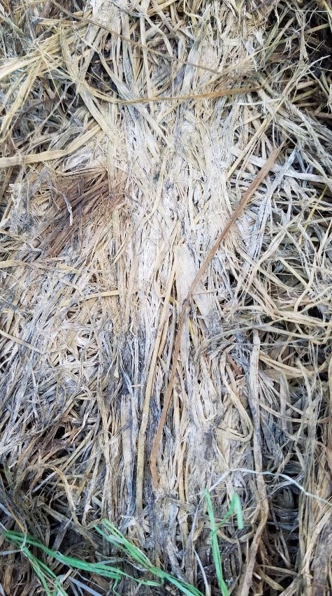 Moldy hay caused by microorganisms because hay was made at too high a moisture content. (Photo credit: Brooke Stefancik, Purdue ANR Educator-Sullivan County)