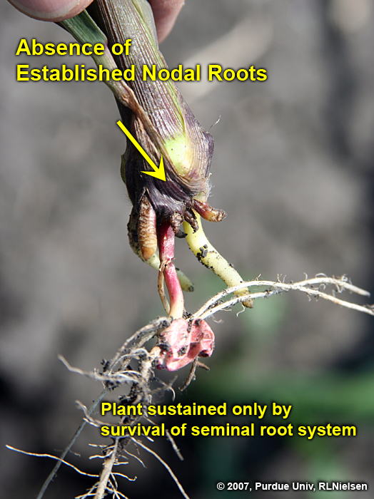 Absence of established nodal roots.