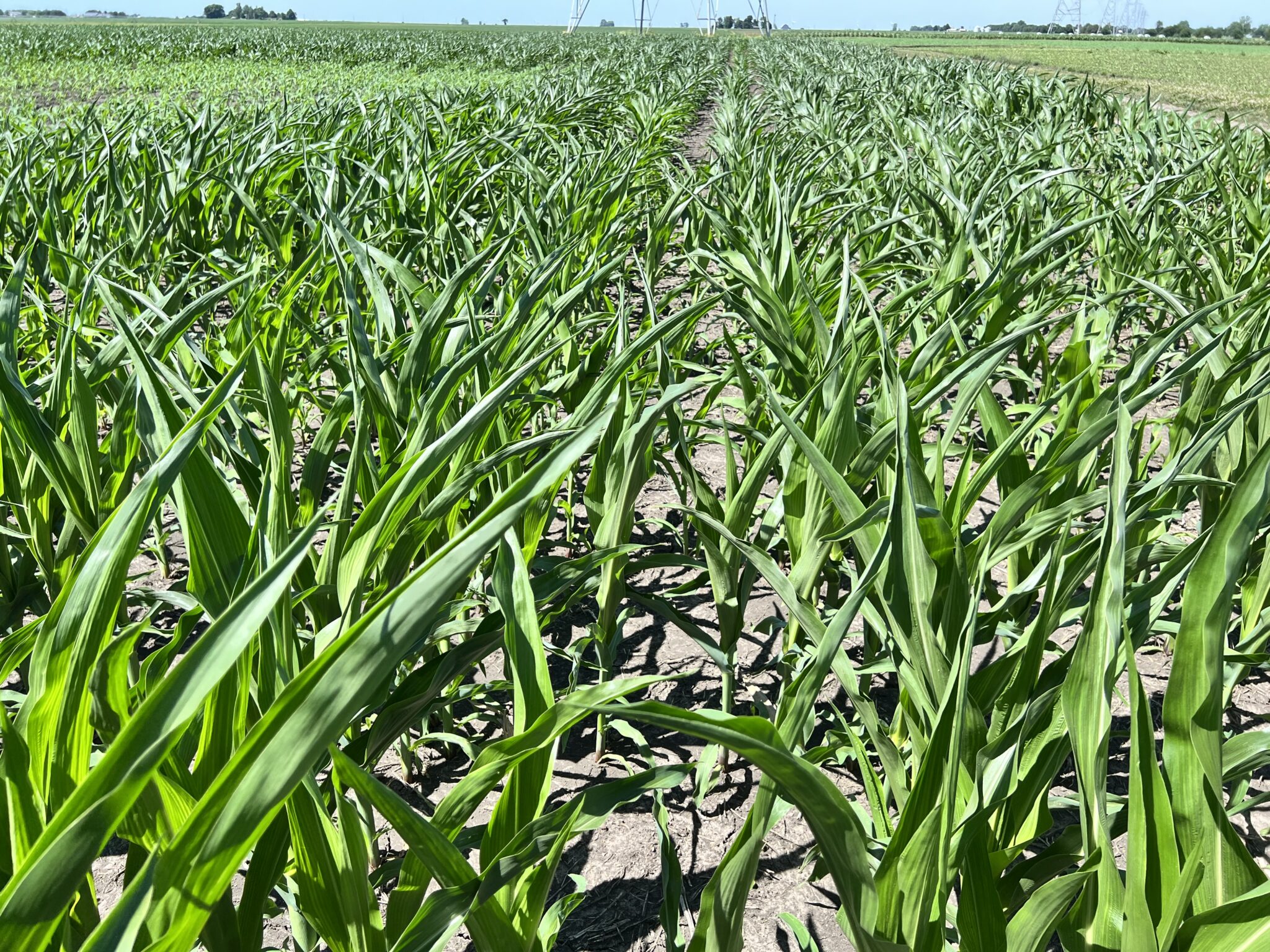 Corn exhibiting leaf rolling symptoms due to high heat and dry soil conditions observed in 2022.