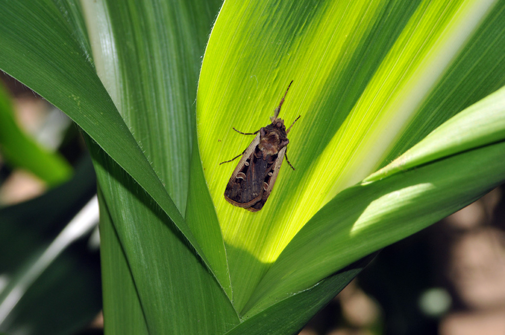 Newly emerged western bean cutworm moth in corn whorl