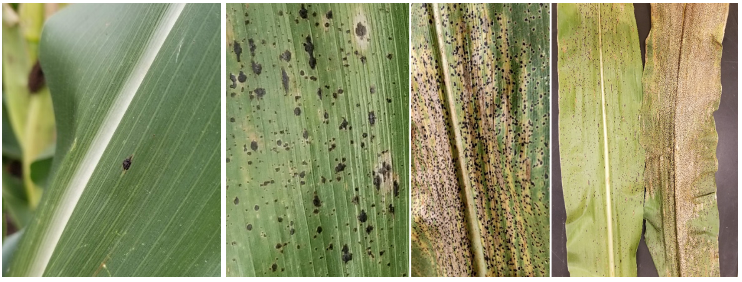 Figure 2. Corn leaves infected by tar spot. Infection can range from mild to severe on a leaf. The spots will be raised (bumpy to the touch) and will not rub off. In addition, they may be surround by a tan or brown halo, and high severity can lead to a rapid blighting of the leaf. (Photo Credits: Darcy Telenko)