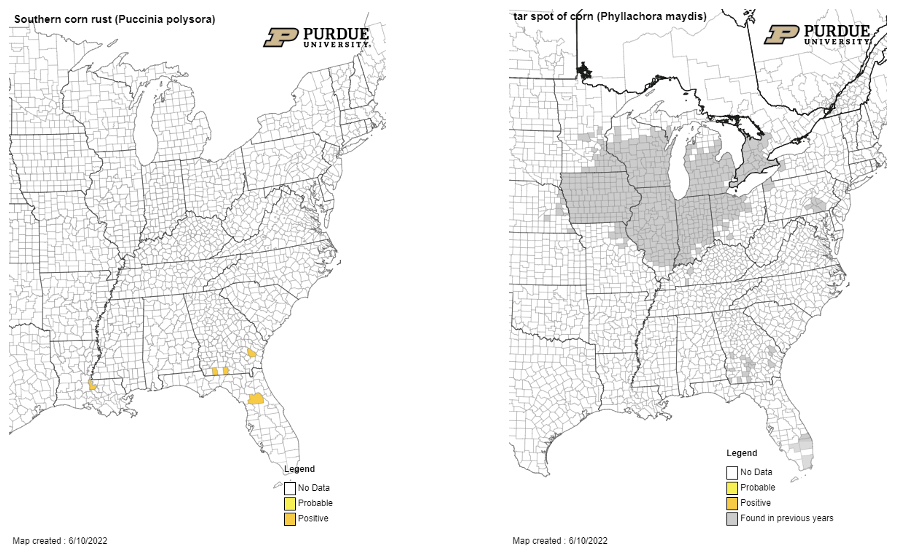 Figure 3. June 10, 2022 maps of southern rust (left) and tar spot (right). We will be watching southern rust to see when it moves into our neighbors to the south. When we start hearing positive reports out of Missouri or Kentucky need to watch southern Indiana closely. 