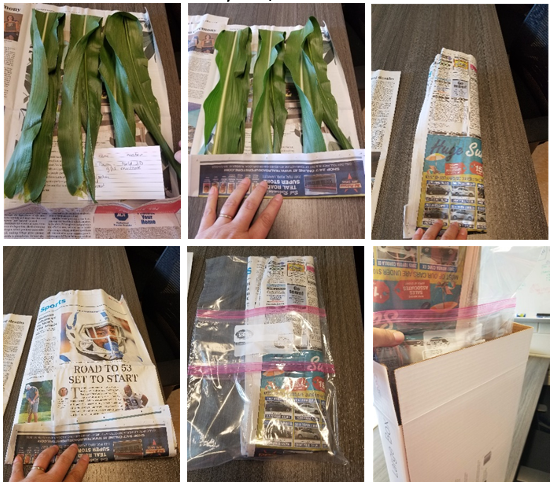 Figure 4. An easy way to send corn or soybean leaves to the Purdue Plant Pest Diagnostic Lab (PPDL), lay the leaf sample flat between a few pages of newspaper, fold, place in plastic bag, and place in a small box to send to the clinic. 