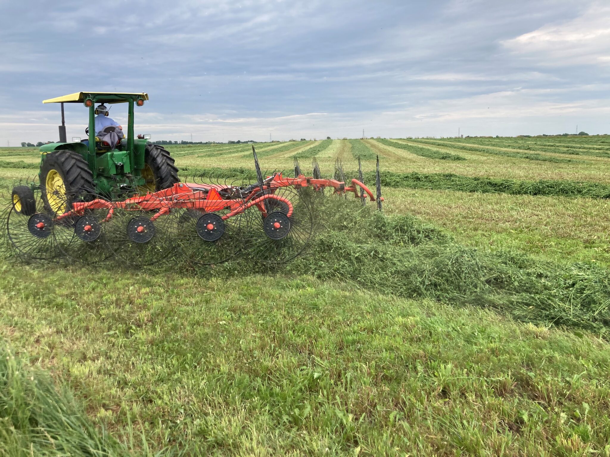 Narrow swaths being merged into a windrow for chopping