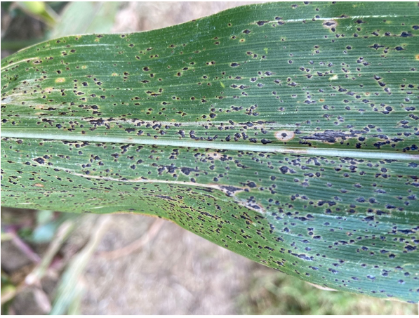 Figure 1. Tar spot infection presence on a corn leaf during 2022. (Photo Credit: Dan Quinn)