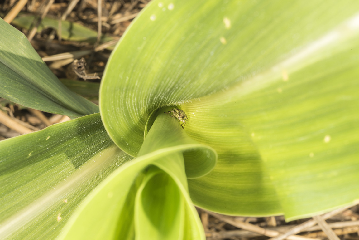 Brown stink bug nymph down in whorl of damaged plant. (Photo Credit: John Obermeyer)