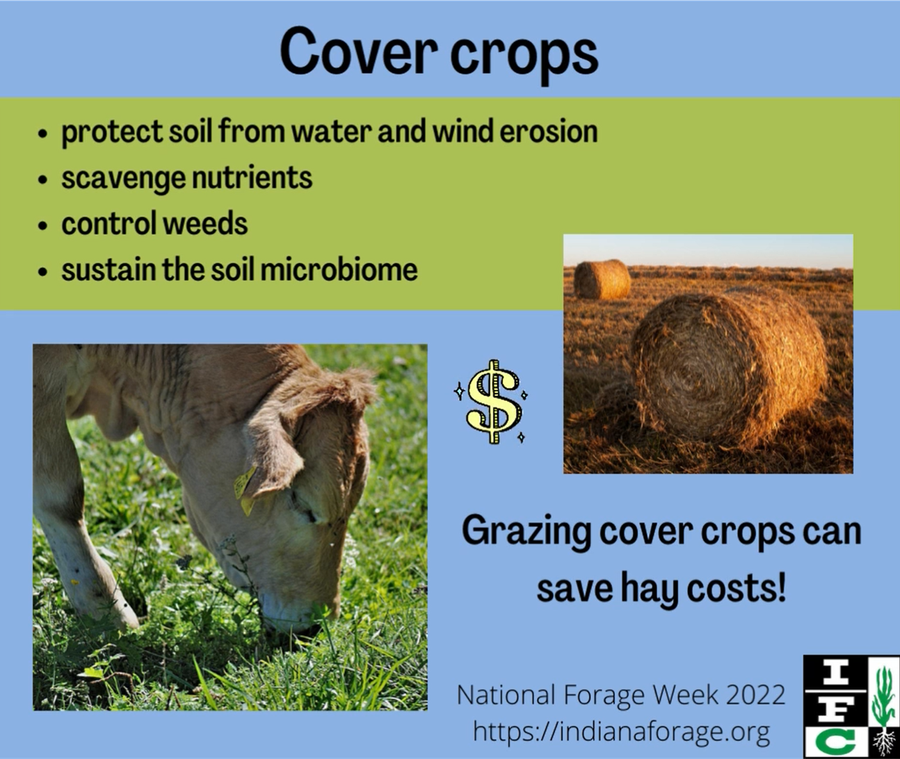 grazing cover crops