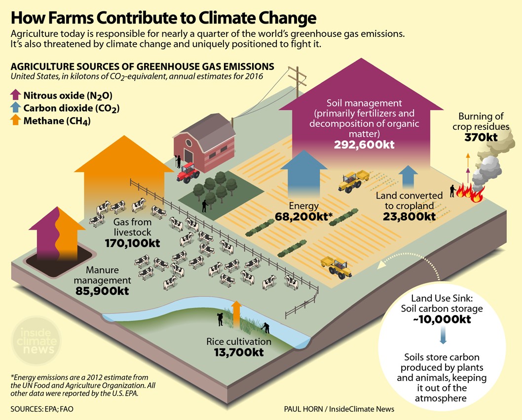 Farms in the US release three main heat-trapping gases: nitrous oxide, methane, and carbon dioxide. The arrows in this graphic show the agricultural activities that release each of these gases. The width of each arrow shows how much each practice contributes to climate change. The largest contribution comes from wet, fertilized soils, which release nitrous oxide. Most of these emissions happen in the spring, before germination or when plants are still small. The second largest source is methane belched up by livestock. This graphic originally appeared in Why Farmers Are Ideally Positioned to Fight Climate Change published by Inside Climate News (8/24/2018). 
