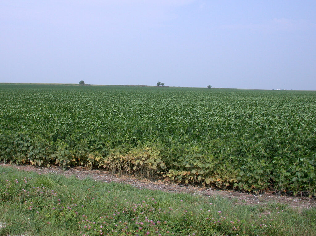 bronzed patch field