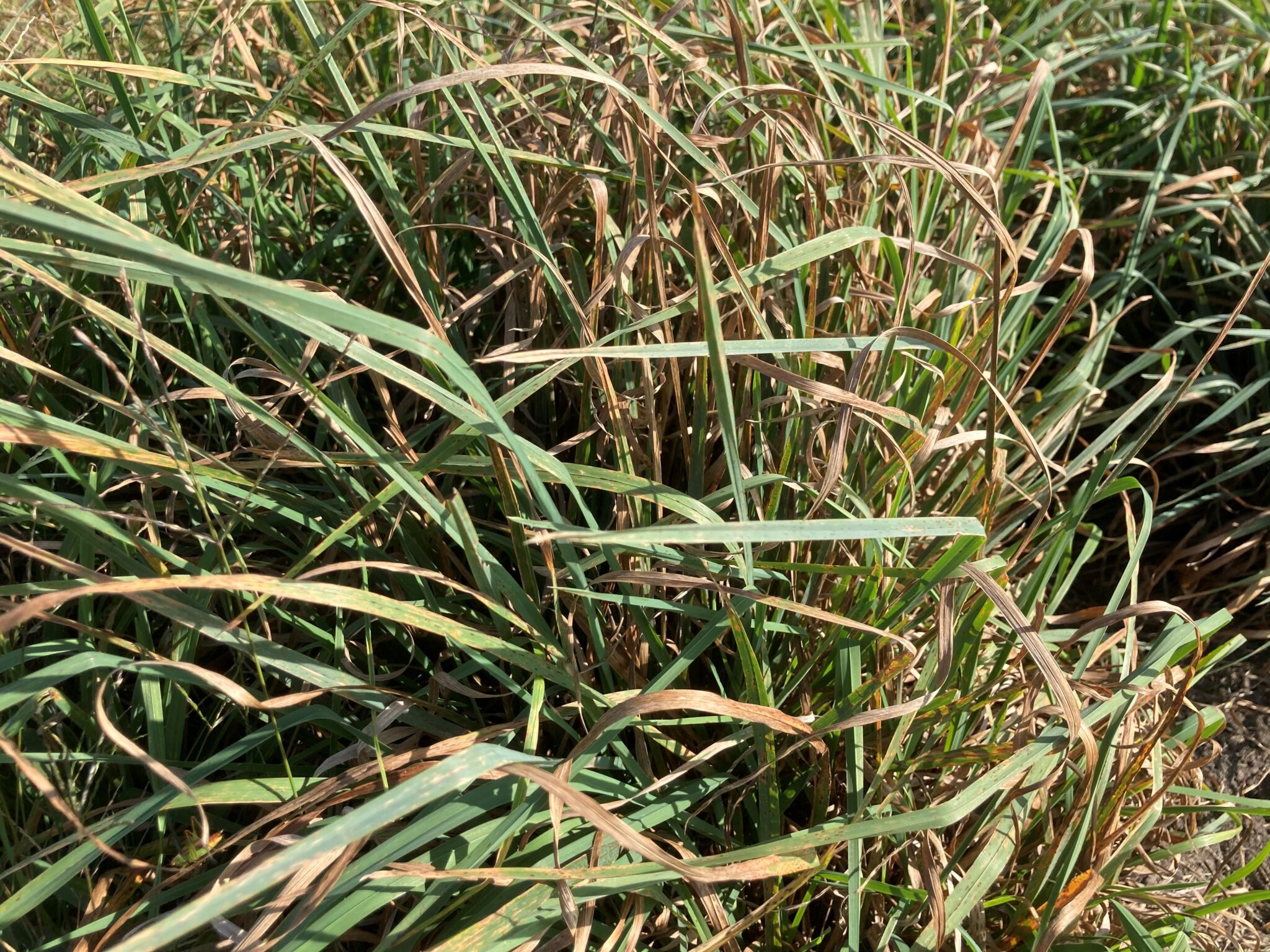 Forage variety selection is an important consideration. The orchardgrass variety on the left has better leaf health than the variety on the right. Yield and quality is less with the more leaf diseased variety. (Photo Credit: Keith Johnson)