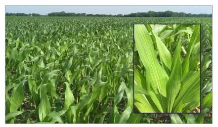 Fig 4. Sulfur deficient corn in the foreground (pale green) and S sufficient corn in the background (dark green). Sulfur deficient corn plants may show striping as well as an overall yellow color. Image: RL Nielsen, Purdue University