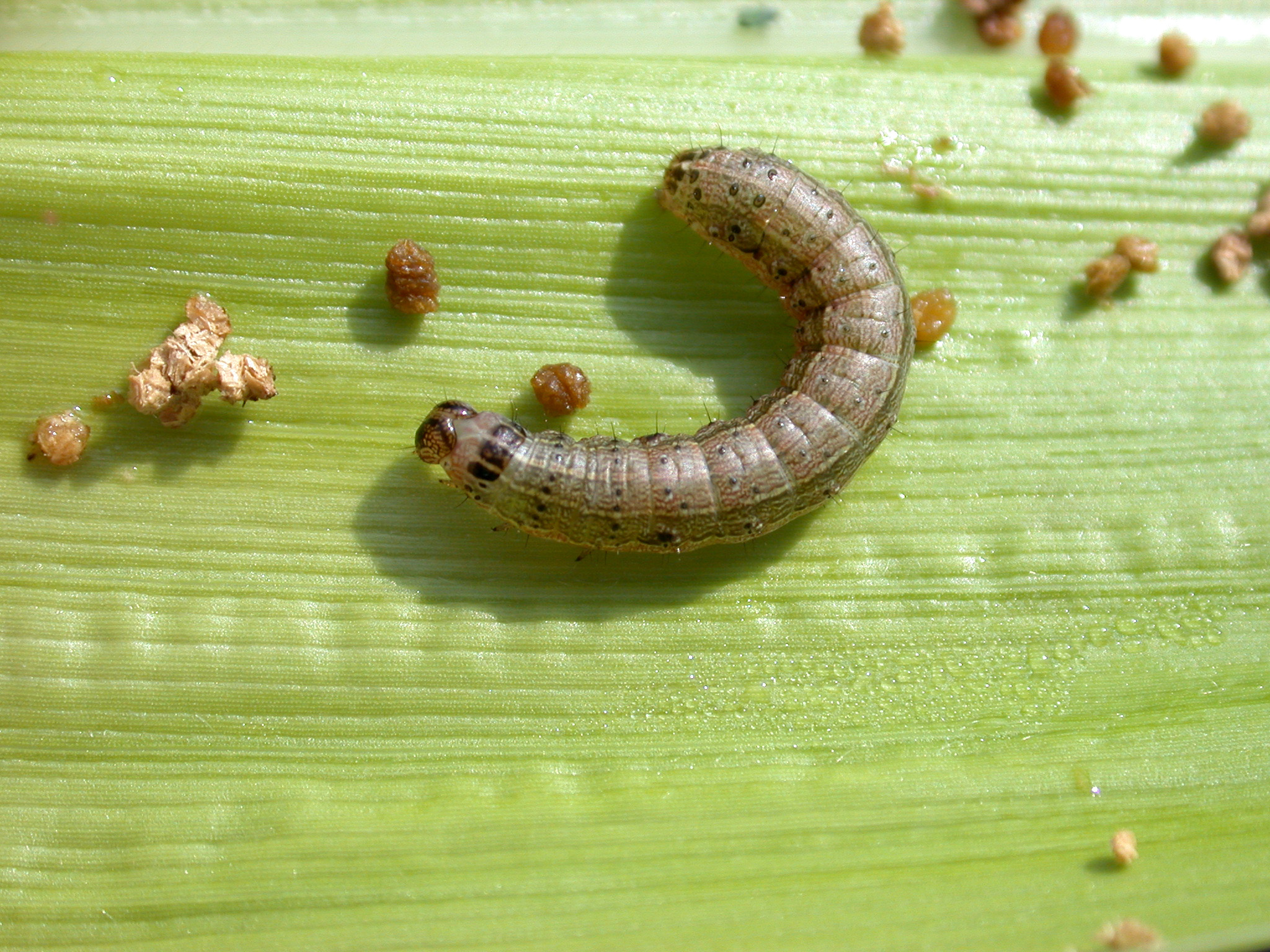 Late-instar fall armyworm larva on corn. Once they have reached this size, the caterpillars are very difficult to kill with insecticides. (Photo Credit: John Obermeyer)
