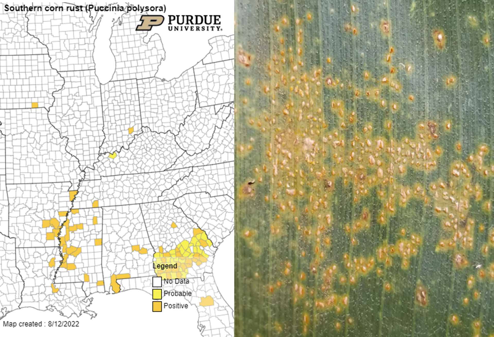 Figure 2. August 12, 2022 map of southern rust and image of a southern rust infected leaf. 