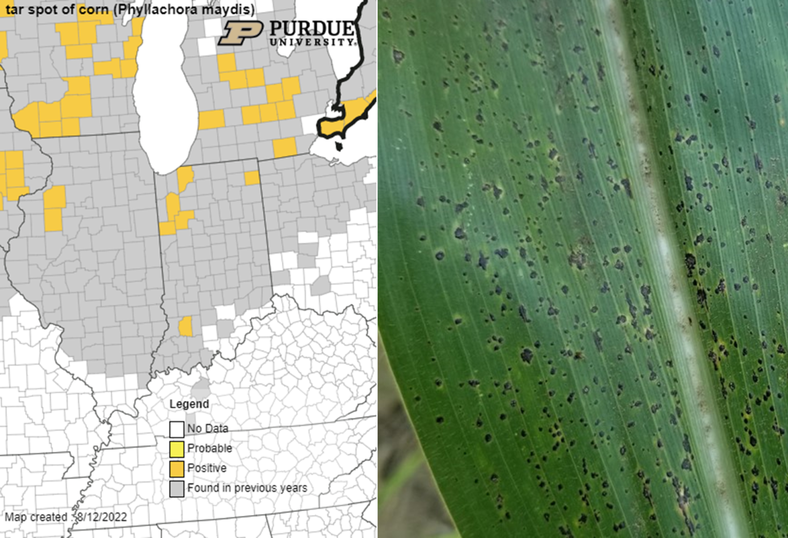 Tar Spot And Southern Corn Rust Update In Indiana Purdue University