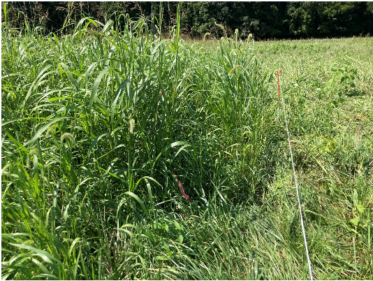 Johnsongrass was evident in pastures while traveling to southern Indiana this week. It has the potential to produce prussic acid (hydrogen cyanide) when frosted.