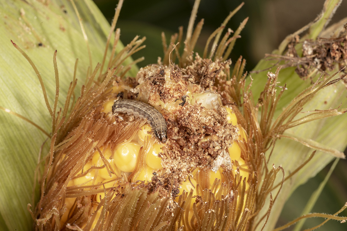 Fall armyworm feeding on corn eartip. (Photo Credit: John Obermeyer)