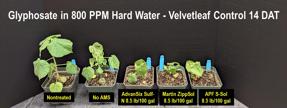 Glyphosate in 800 PPM hard water - Velvetleaf Control 14 DAT