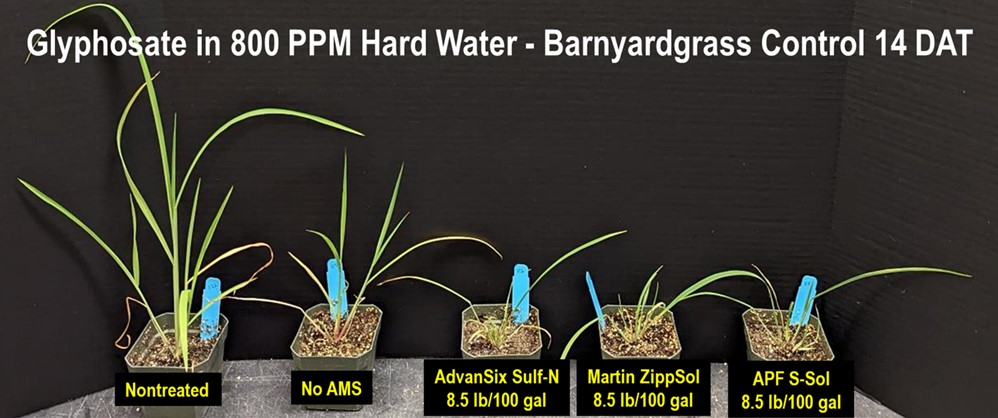 Glyphosate in 800 PPM Hard Water - Barnyardgrass Control 14 DAT