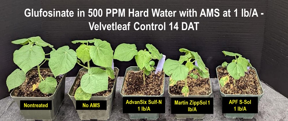 Glufosinate in 500 PPM Hard Water with AMS at 1 lb/A - Velvetleaf Control 14 DAT