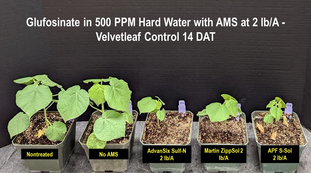 Glufosinate in 500 PPM Hard Water with AMS at 2 lb/A - Velvetleaf Control 14 DAT