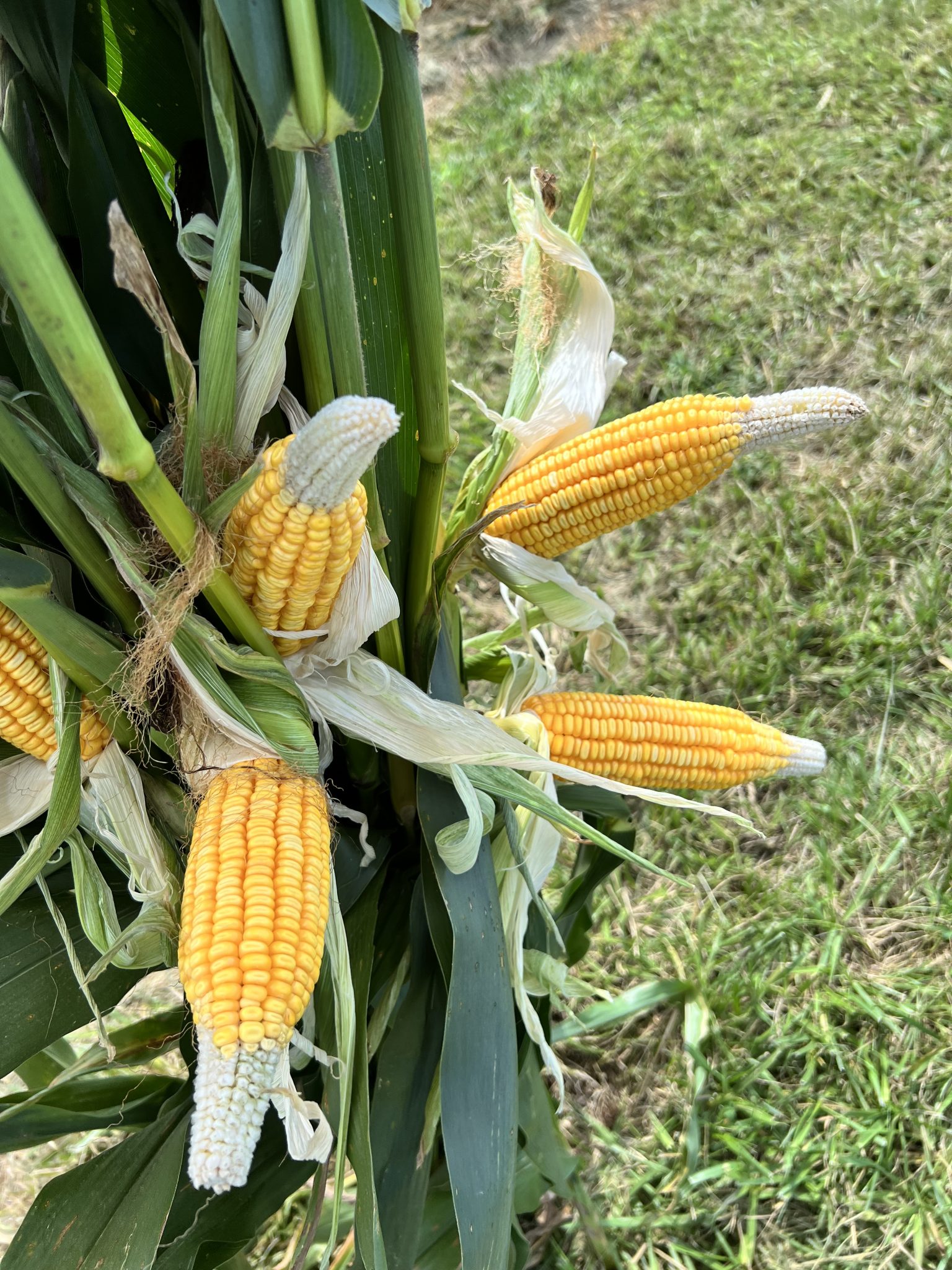 “Tip Back” In Corn What Is It And What Does It Mean? Purdue