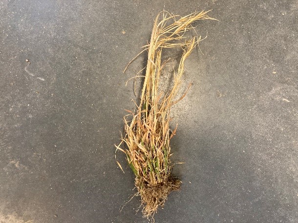 Broomsedge bluestem is obvious in many grass-dominant pastures and hayfields. (Photo Credit: Keith Johnson)