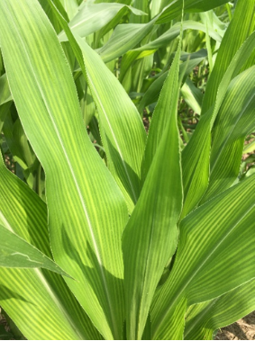 Figure 1. Sulfur deficiency symptoms in corn.