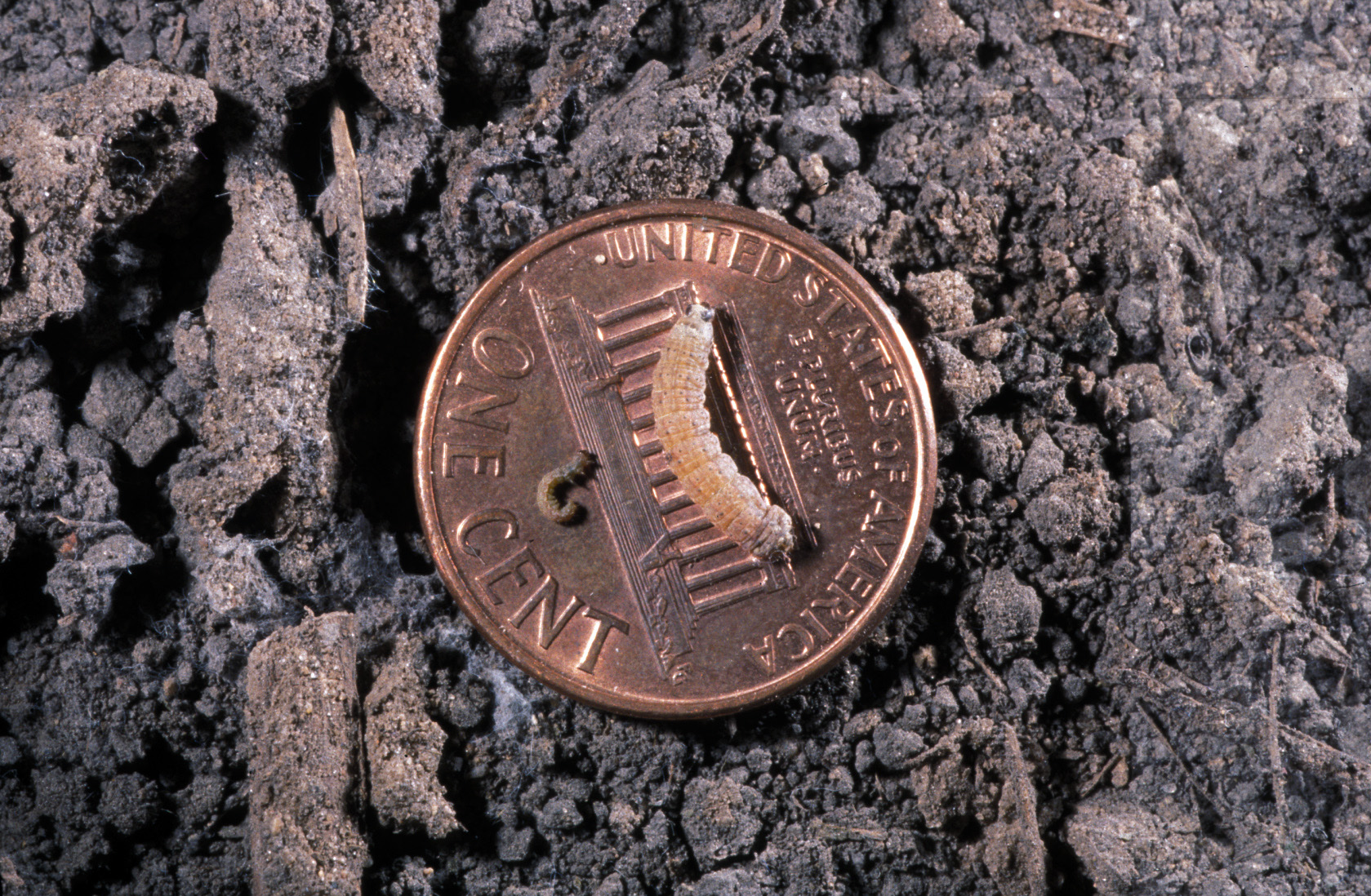 Black cutworm 2nd and 3rd instar larvae on a penny. 3rd instar, and larger, larvae can leaf feed on corn seedlings and begin cutting.