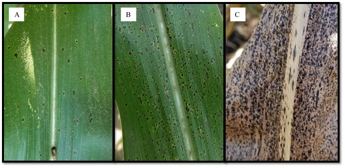 Fig. 1. Tar spot lesions (stromata) on corn leaves A. a few stromata (1% severity), B. moderate tar spot (7-10%), C. severe tar spot (>30%) causing leaf blighting. (Photo credit: Darcy Telenko)