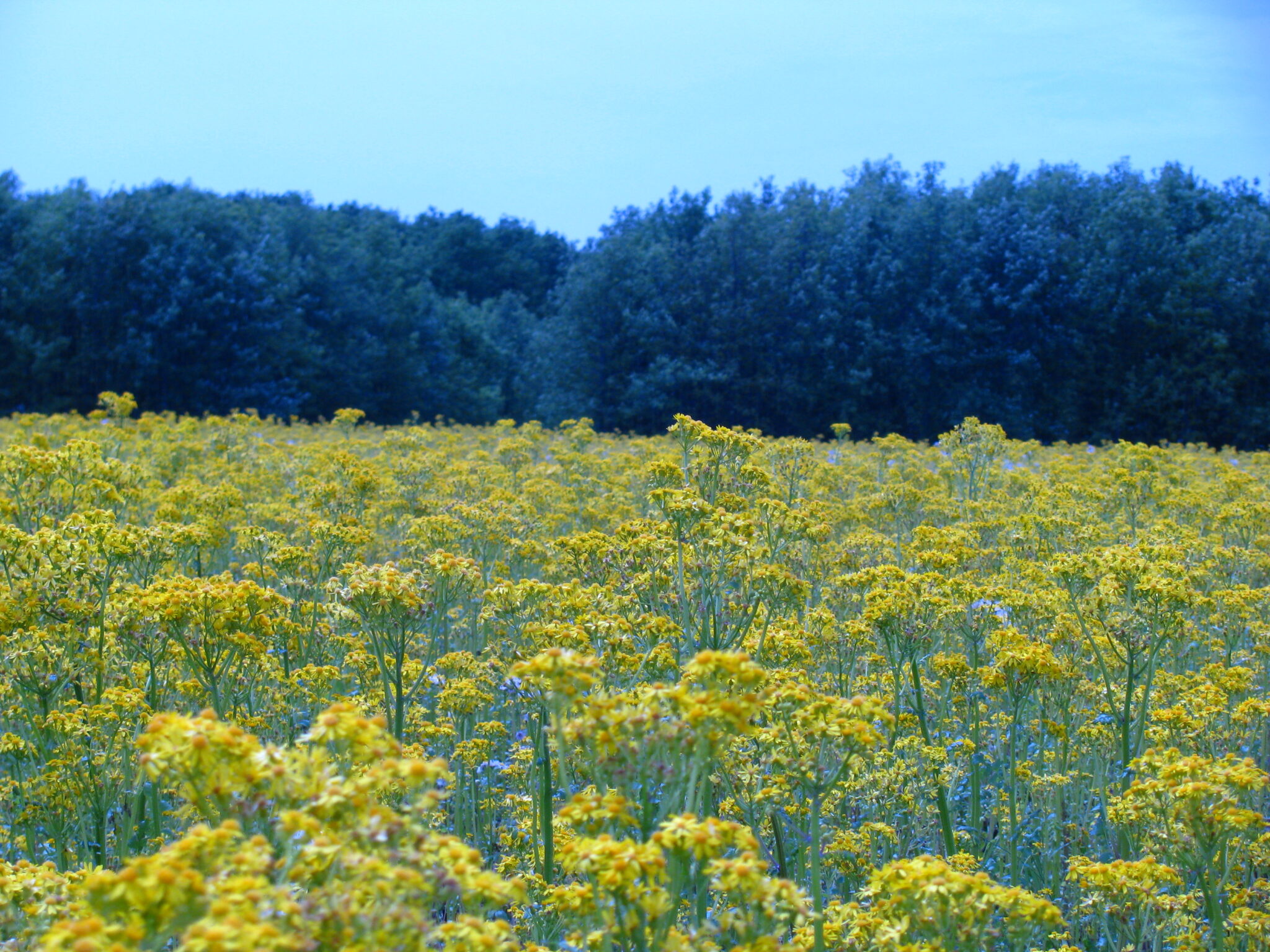 Figure 2. Field infested with cressleaf groundsel at the SEPAC farm (Photo: Glenn Nice).