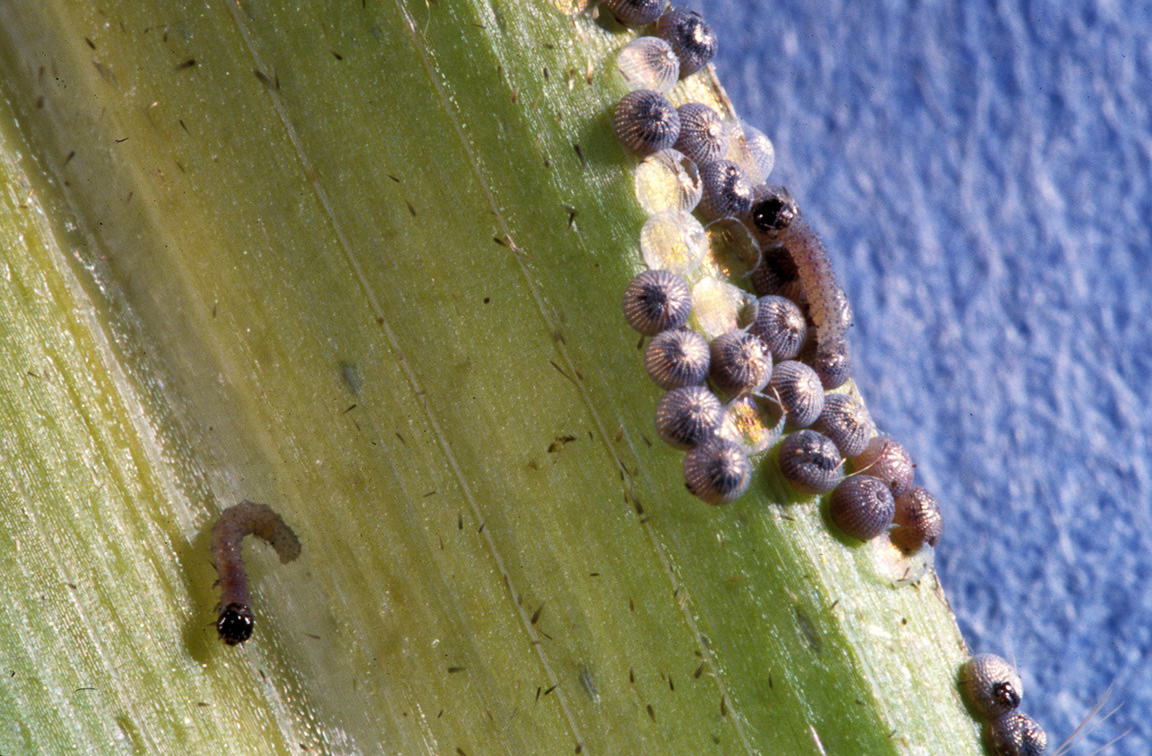 Black cutworm eggs and newly hatched (1st Instar) larvae.