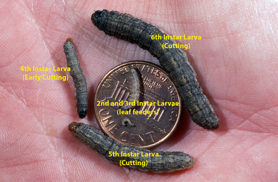 Size comparisons of 2nd to 6th instar black cutworm larvae.