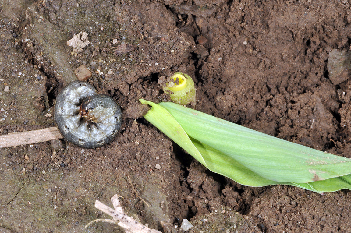Newly cut seedling and larva revealed by carefully digging around the plant. Note the new growth of this delayed, but not dead, seedling.