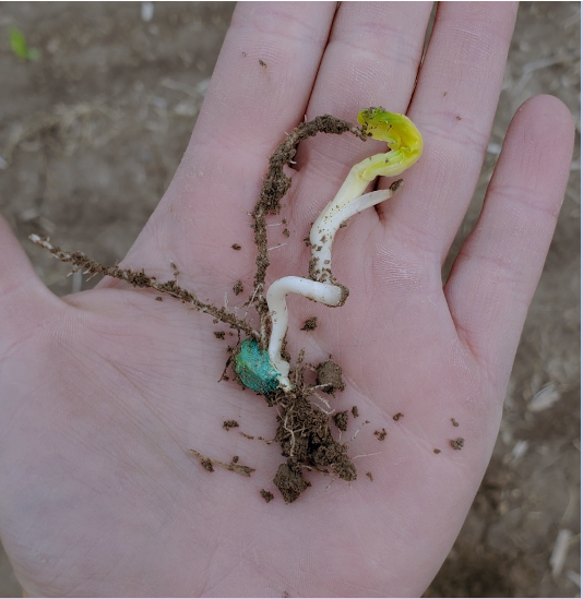 Figure 1. Corkscrew mesocotyl growth symptoms observed in corn seedlings planted on May 3, 2023 in West Lafayette, IN. Photo taken by Rachel Stevens, ACRE farm manager. 