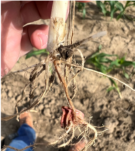 Figure 3. Severe corn mesocotyl damage caused by excessive nitrogen starter fertilizer rates at planting during the 2022 growing season. 