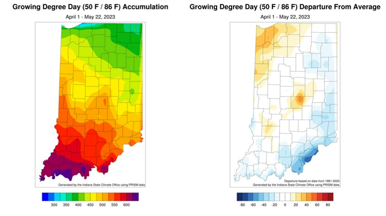 Figure 2: Total Accumulated Indiana Modified Growing Degree Days (MGDDs) April 1-May 22, 2023 (left) and Total Accumulated MGDDs represented as the departure from the 1991-2020 climatological normal (right). 