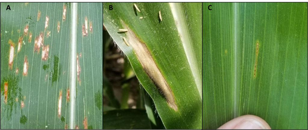 Time To Scout For Diseases In Field Crops: What To Look For In Corn ...