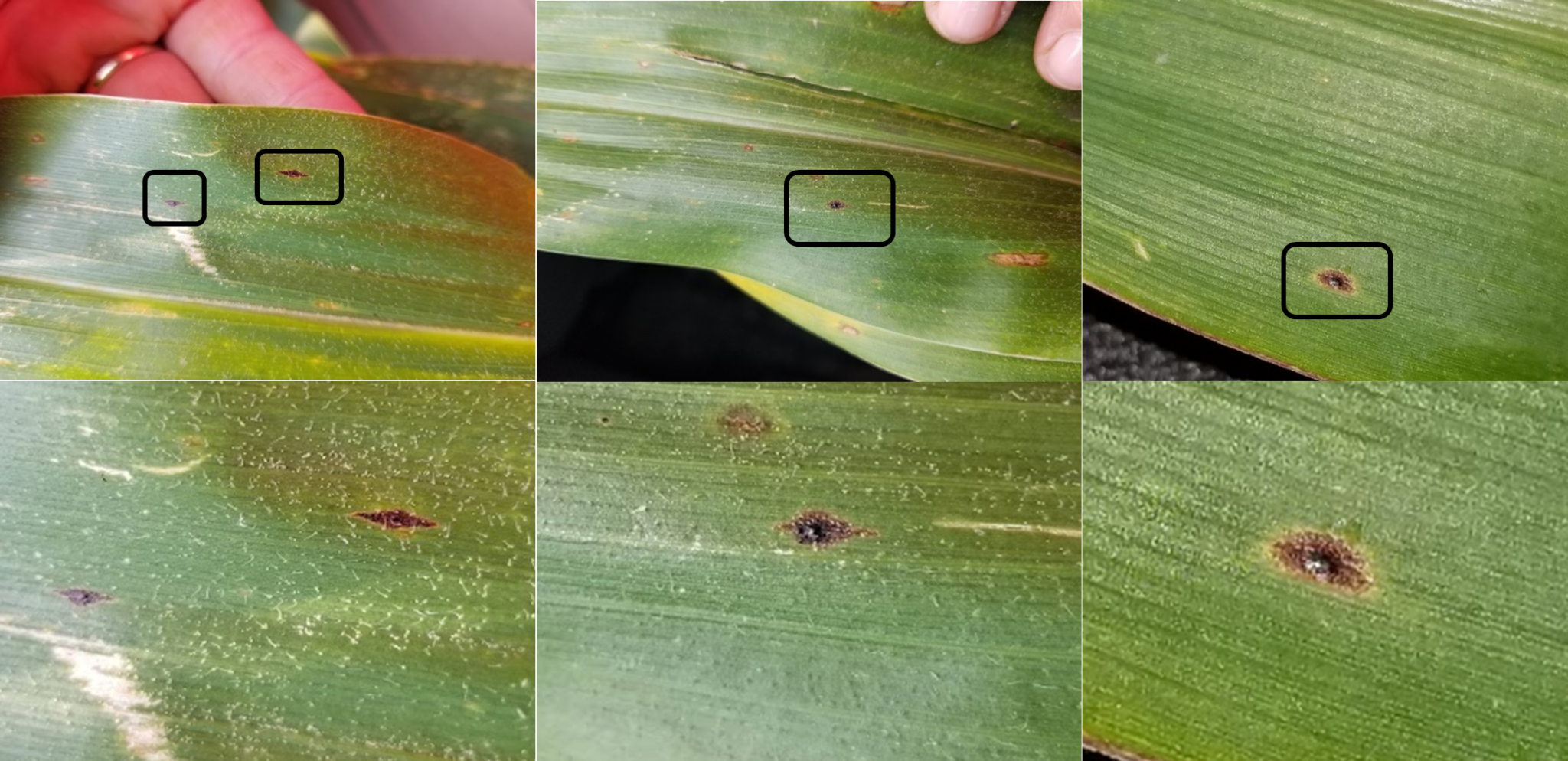 Figure 2. Examples of corn leaves infected by tar spot. The spots (stroma, in black squares) will be embedded in the leaf, raised (bumpy to the touch), and will not rub/wash off. In addition, they may be surround by a slight halo. (Photo Credits: Darcy Telenko)