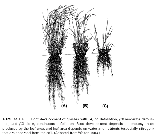 Shoots-Roots Grazing Response