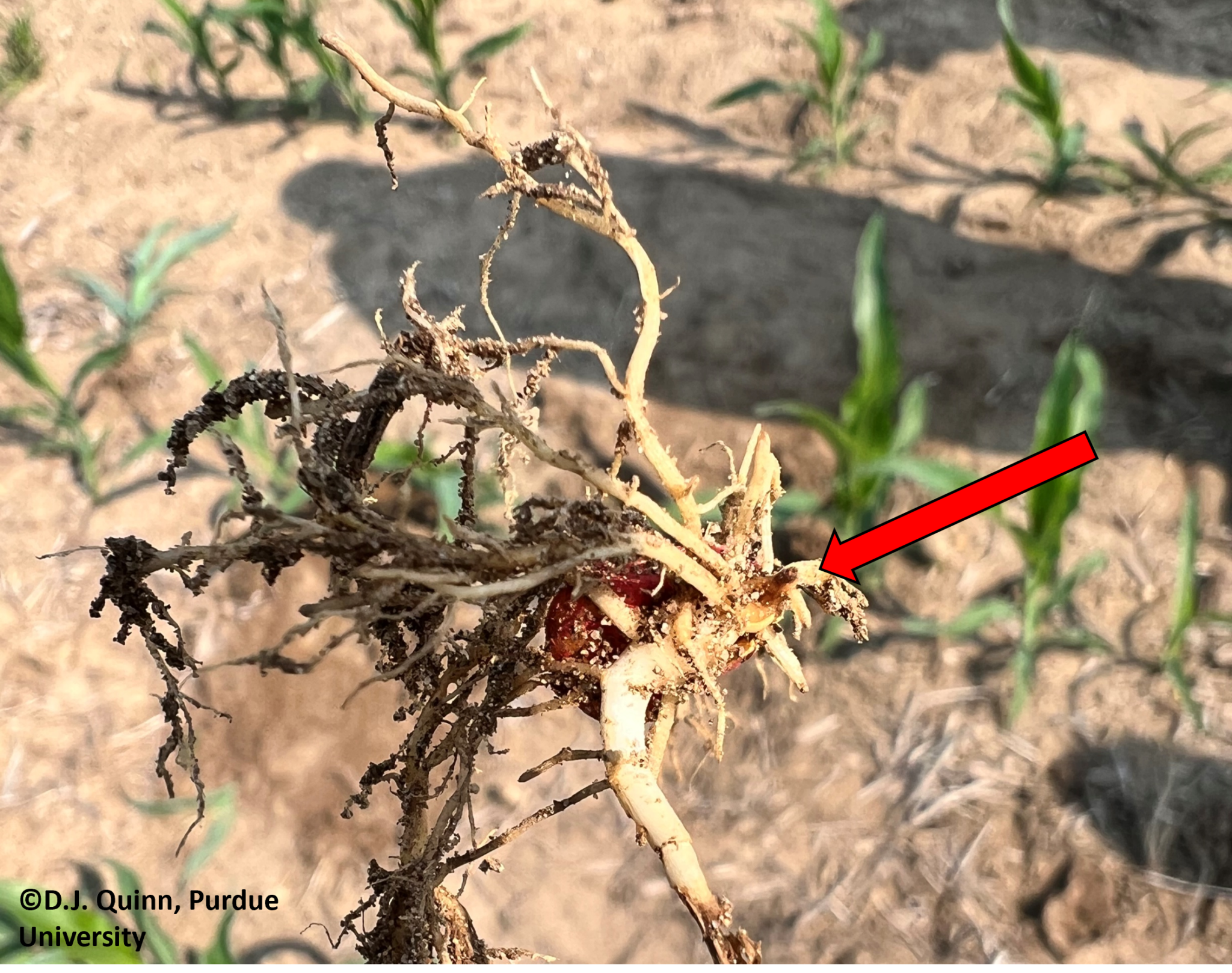 Figure 2. Corn radicle damage caused by excessively high pre-plant N fertilizer application combined with dry soil conditions. NC Indiana, 2023. 