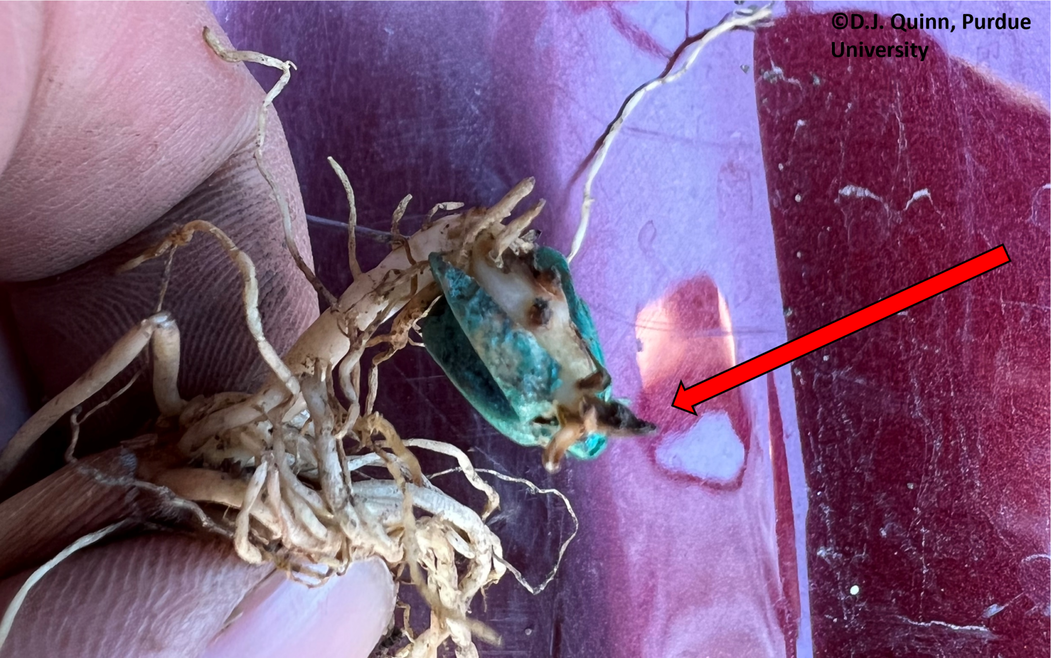 Figure 1. Corn radicle damage caused by excessively high in-furrow nitrogen fertilizer application. NW Indiana, 2022. 