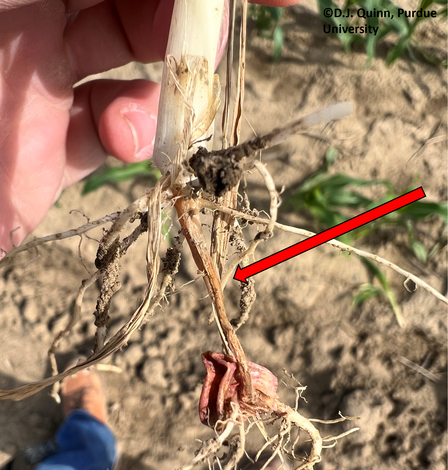 Figure 3. Corn radicle damage caused by excessively high pre-plant N fertilizer application combined with dry soil conditions. NC Indiana, 2023. 