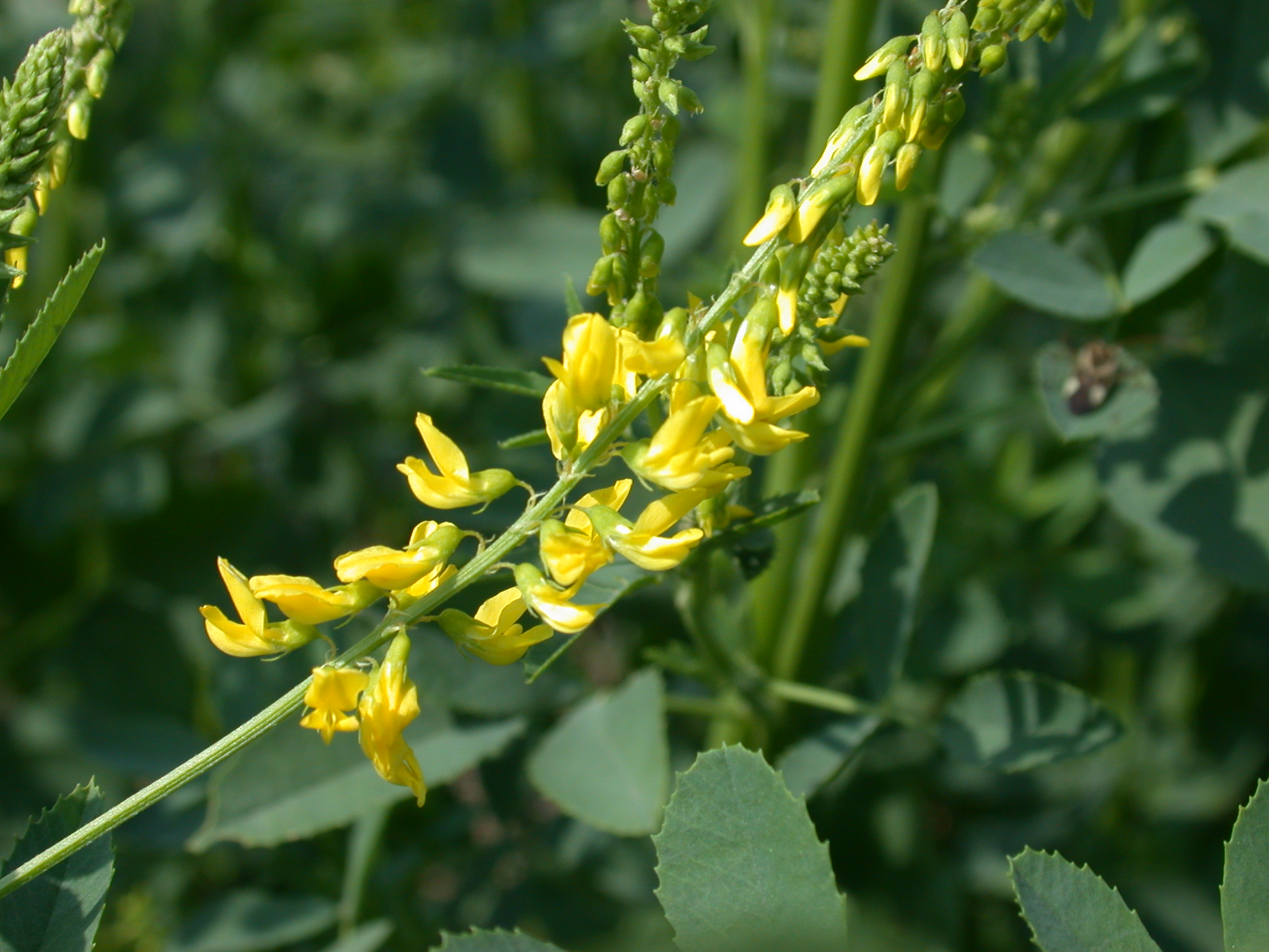 Sweetclover inflorescence