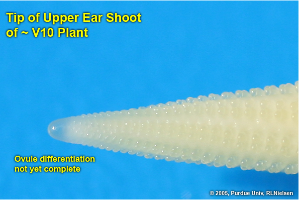 V10: Tip of upper ear shoot.