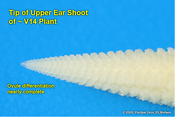 V14: Tip of upper ear shoot.