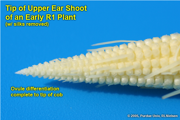 Early R1: Tip of upper ear shoot.